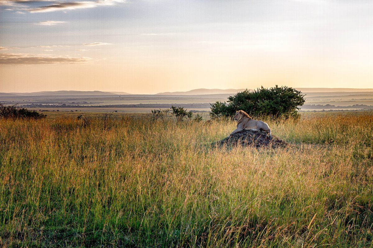 Lion-on-termite-mound.jpg