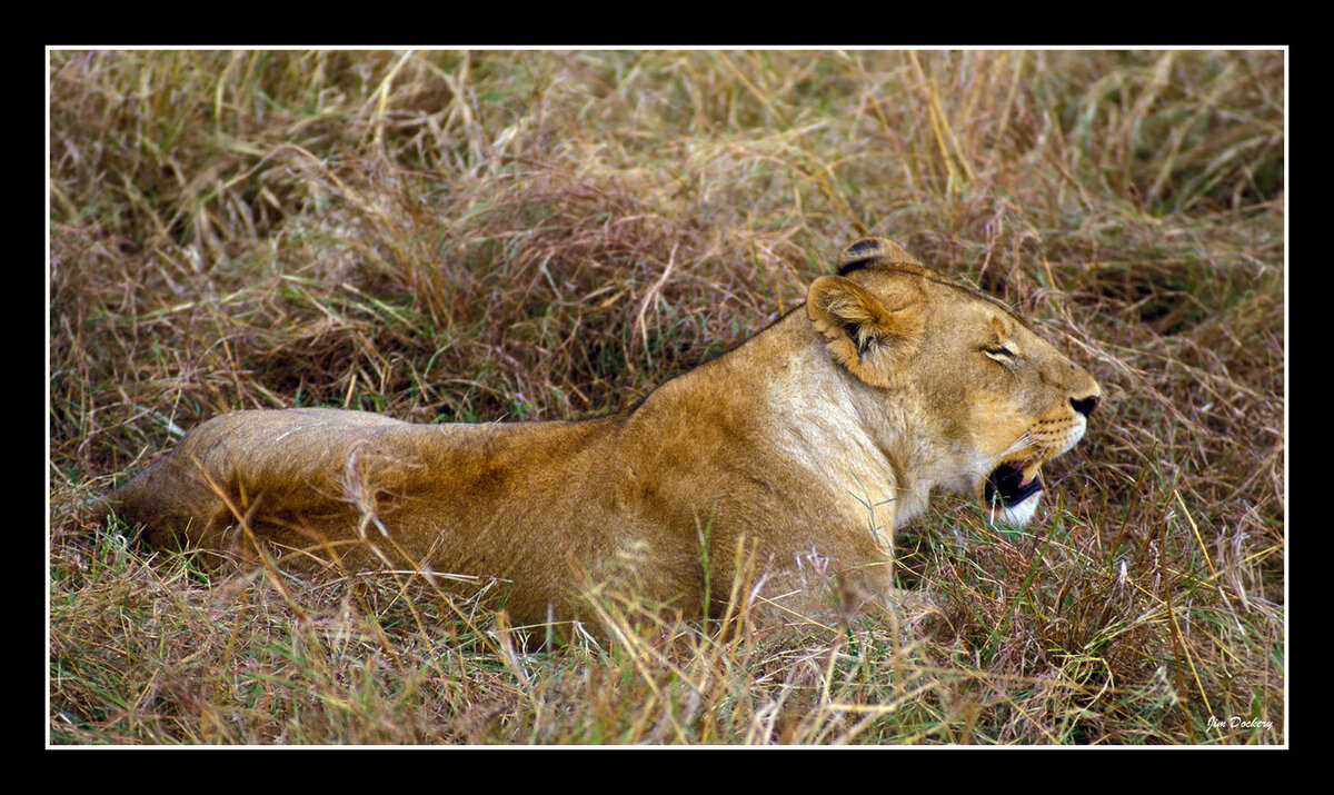 Lioness-Masai-Mara.jpg