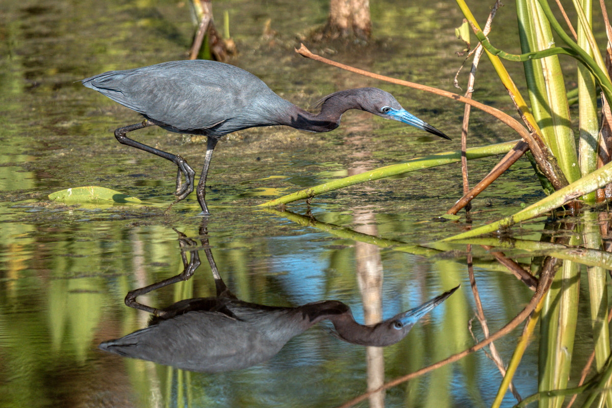 Little blue heron-06985-Edit-2.jpg