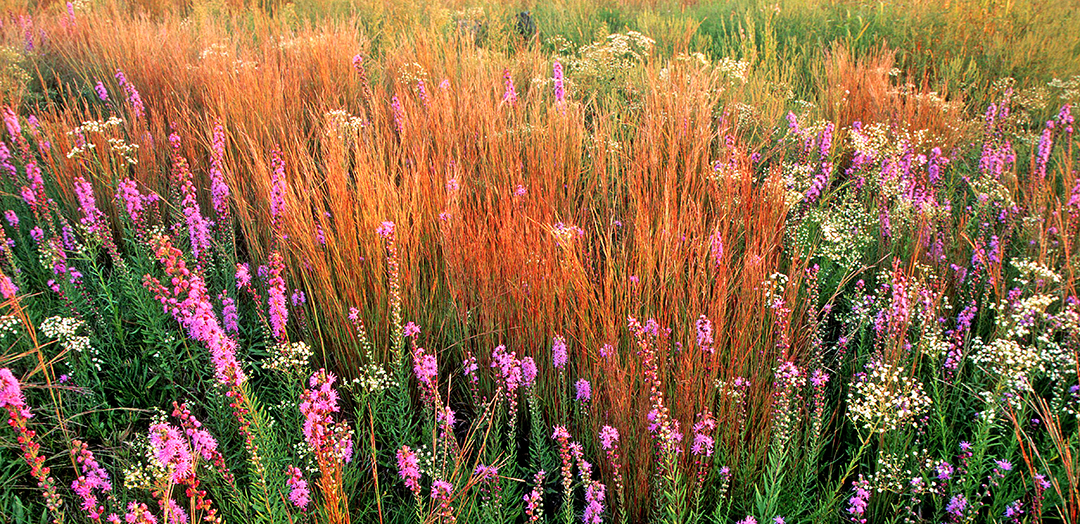 little bluestem.jpg