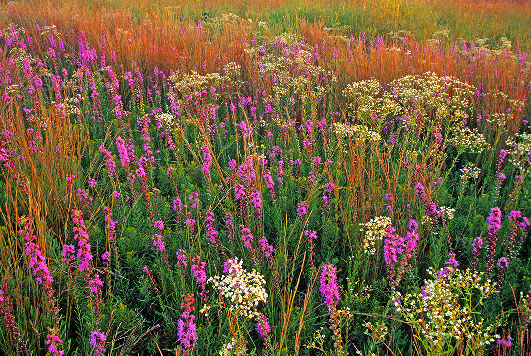 Little Bluestem, spurge, Rough Blazing Star Nachussa Prairie IL.jpg