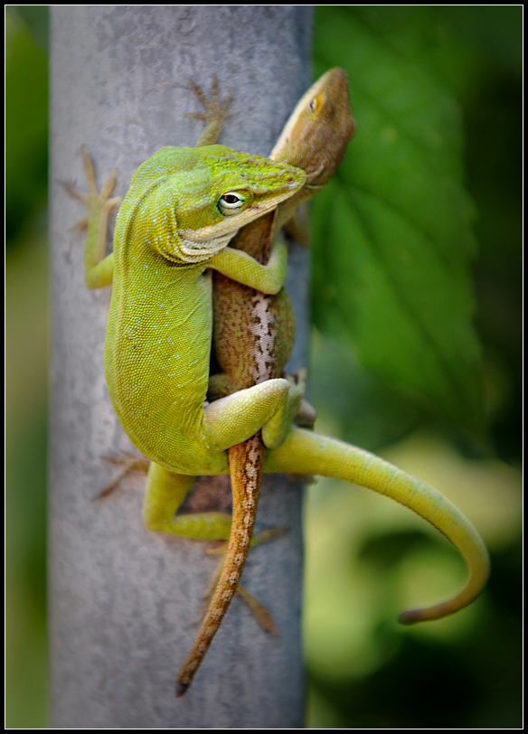 Lizard Love.jpg