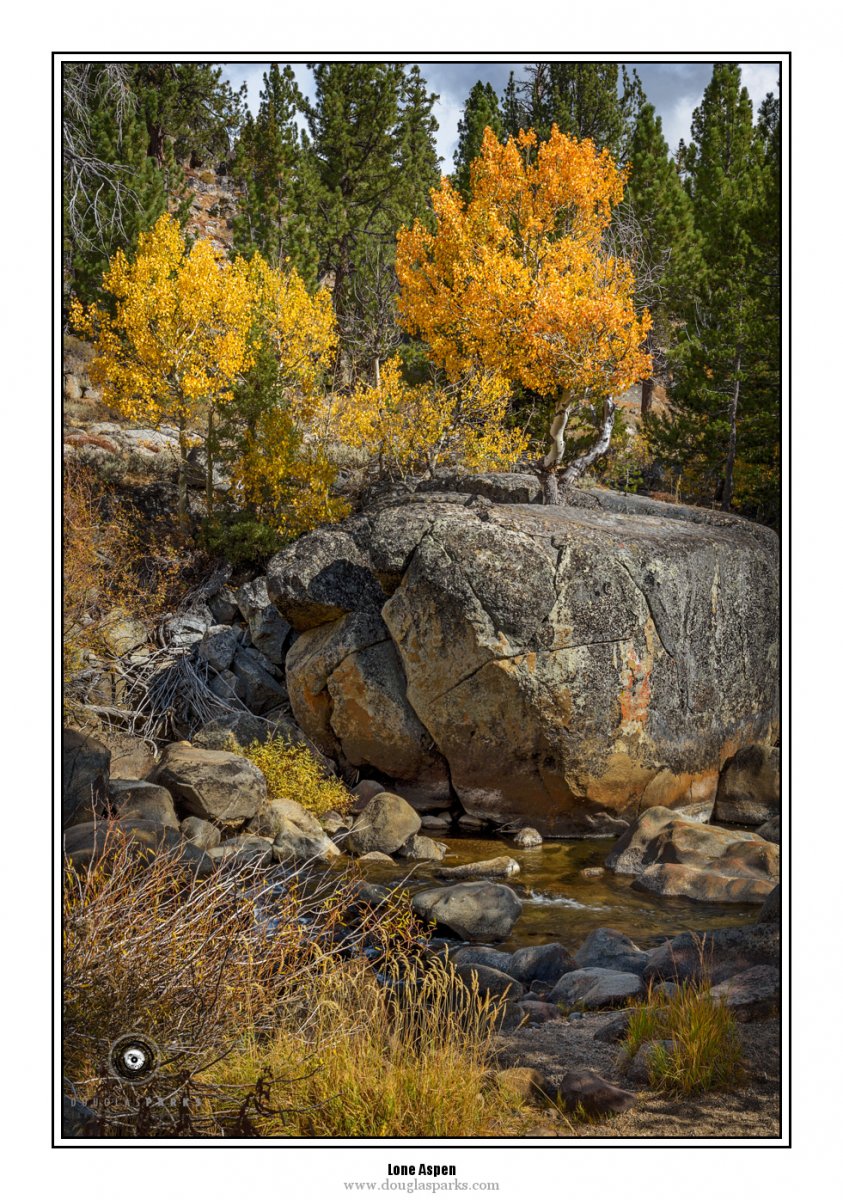 Lone Aspen.jpg