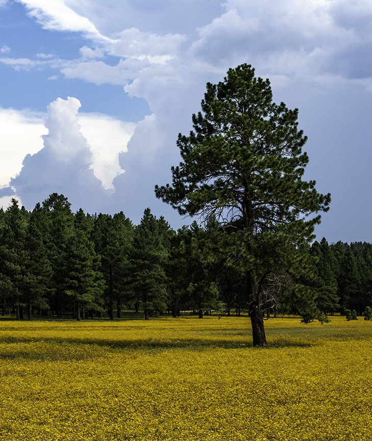 A Field of Small Yellow Flowers near Flagstaff, AZ Focal World