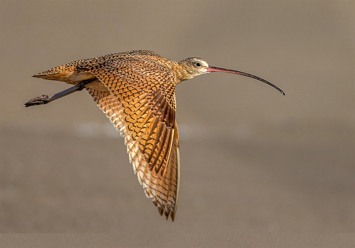 Long-billed Curlew copy.jpg