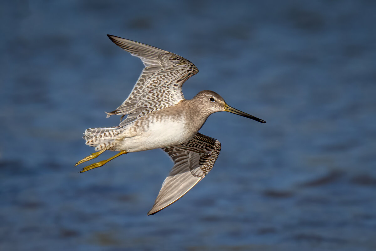 Long-billed Dowitcher-08990-Edit.jpg