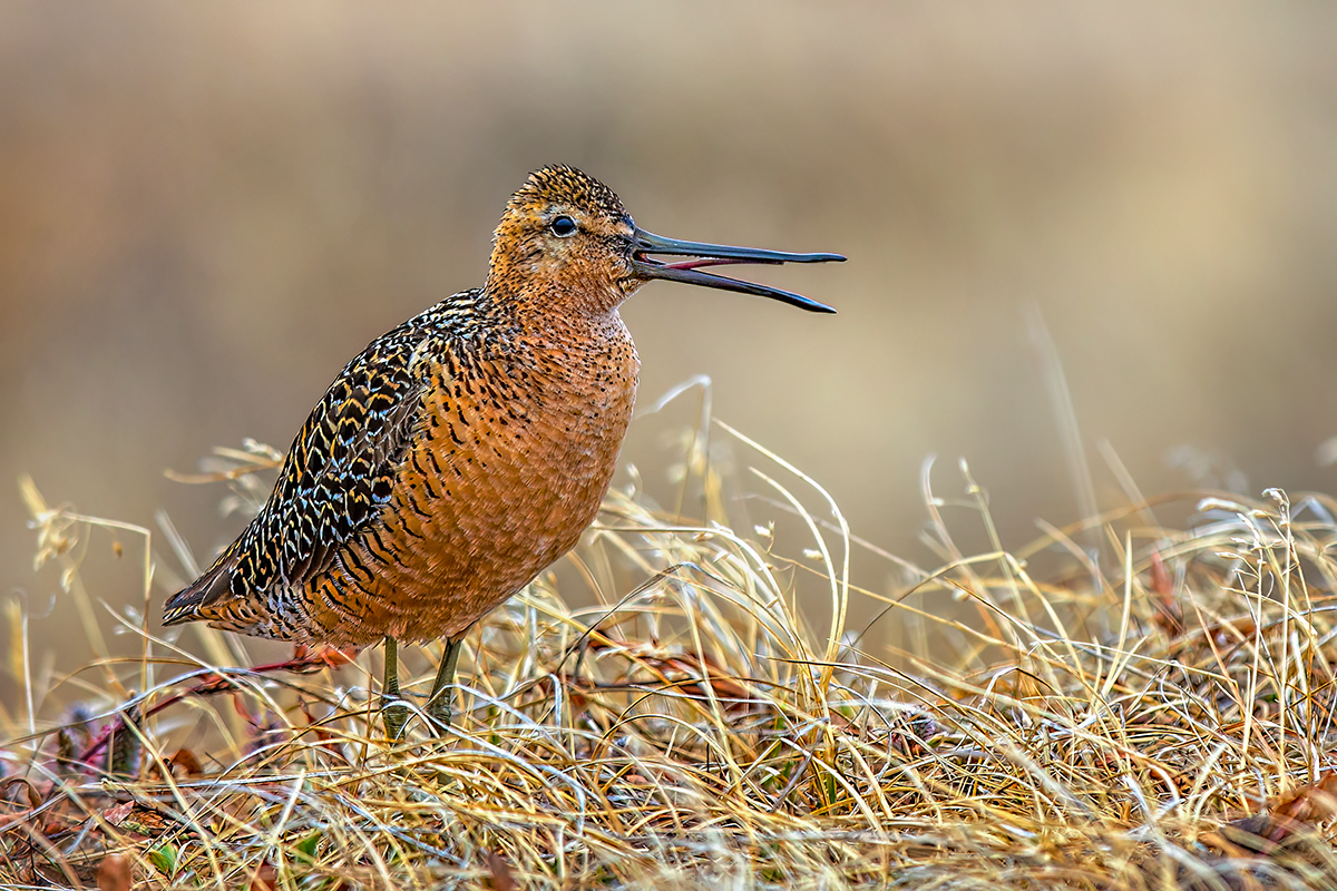 Long-billed Dowitcher.png