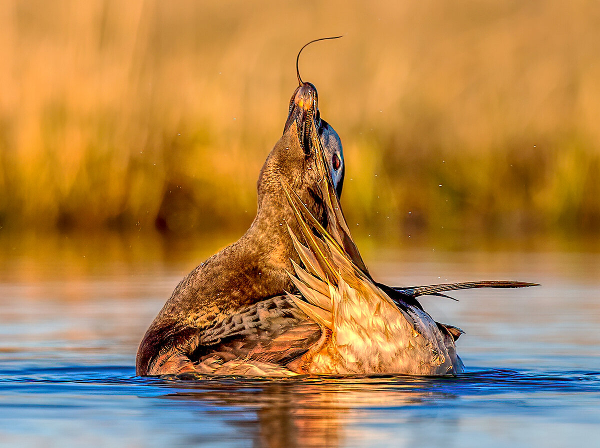 Long-tailed Duck preening s.jpg