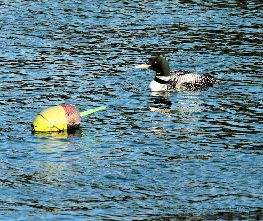 Loon9275LTF.jpg