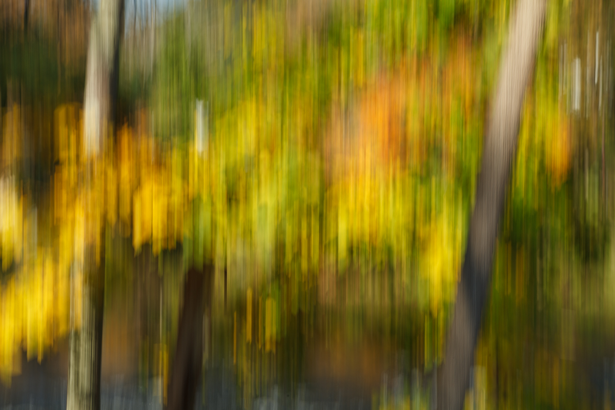 LRCC_AutumnAbstract_sRGB_FW_IMG_1076.jpg