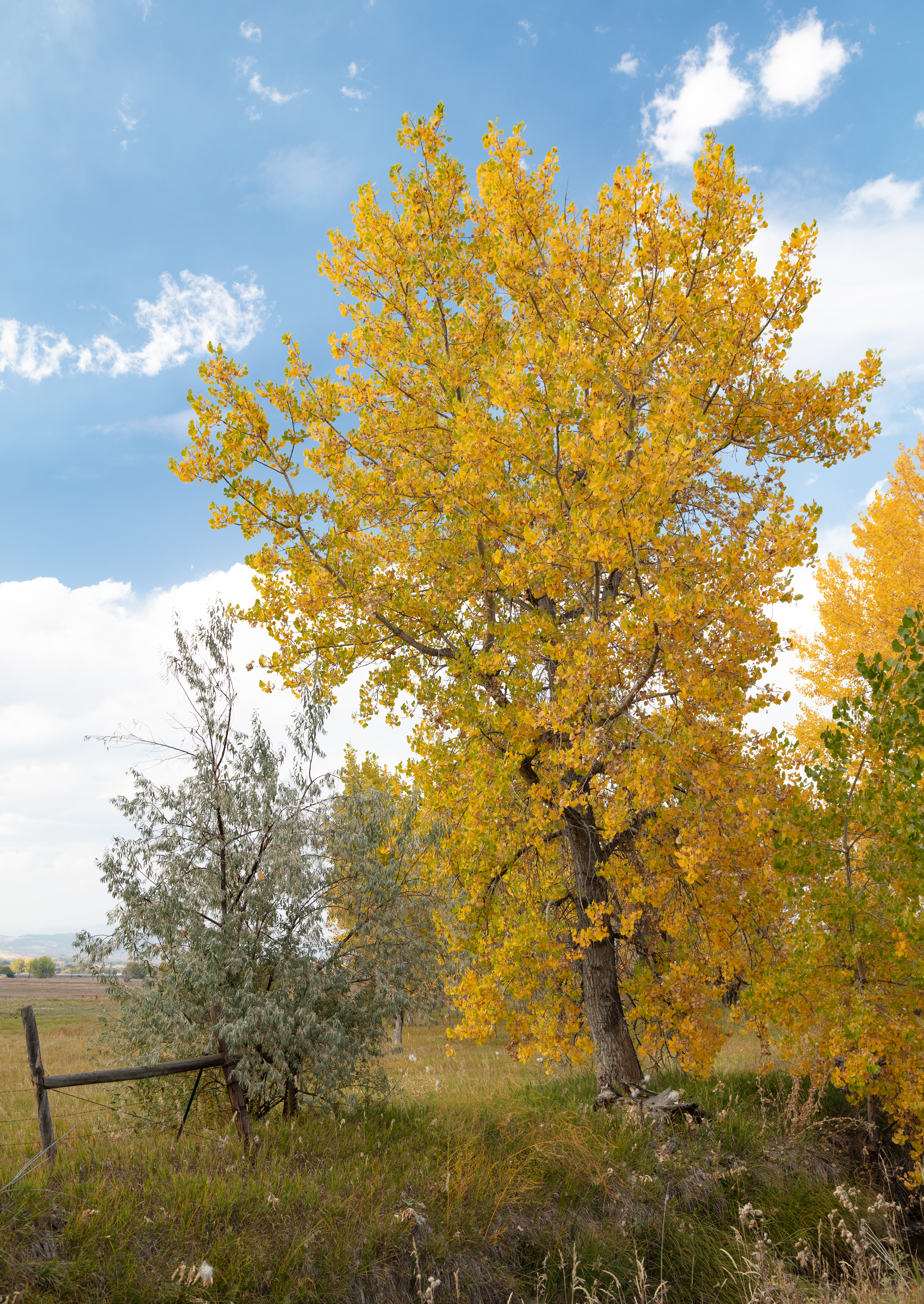 LRCC_GoldenTreeFence_sRGB_FW_TAP46829.jpg