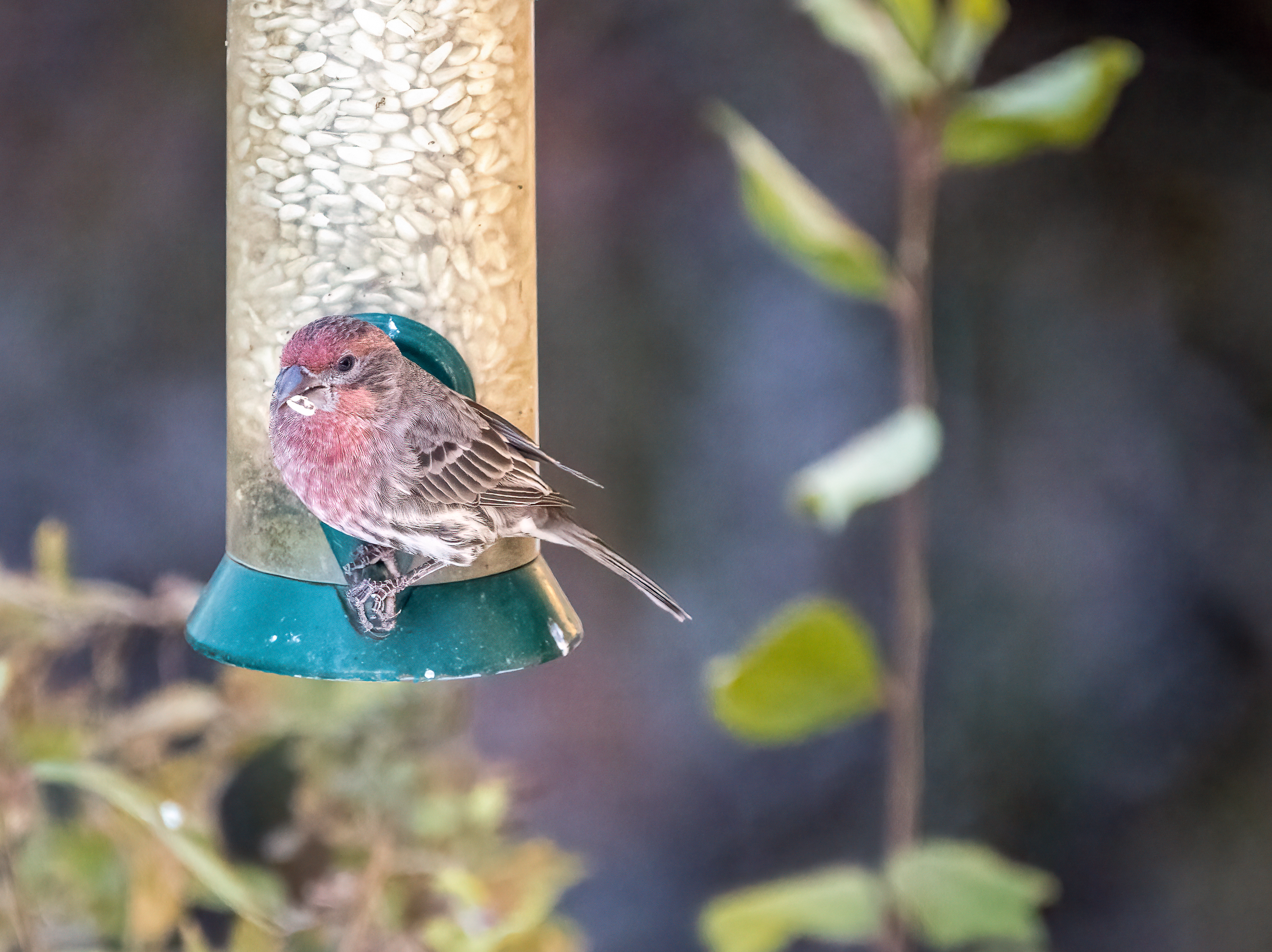 LRCC_sRGB_HouseFinch_TAP_0064.jpg