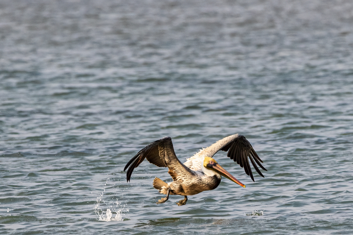 LRCC_sRGB_PelicanTakeoff_small.jpg