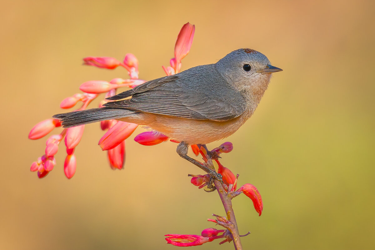 Lucy's Warbler-9517-Edit.jpg