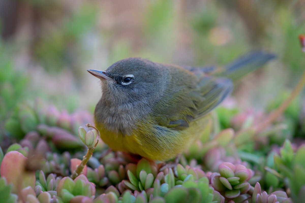 Macgillivray's Warbler-3175-Edit.jpg