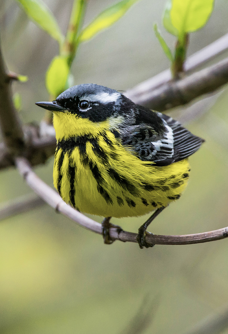 Magnolia Warbler.jpg