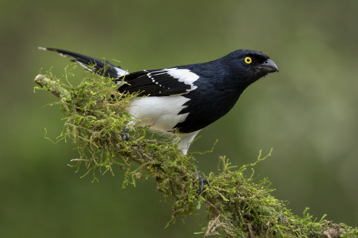 Magpie Tanager-.jpg