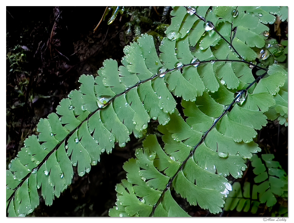 MaidenhairRain.jpg