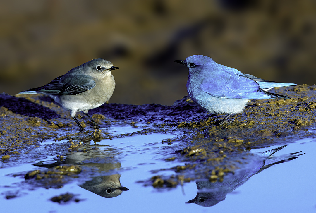 Male and female Mountain Bluebirds.jpg