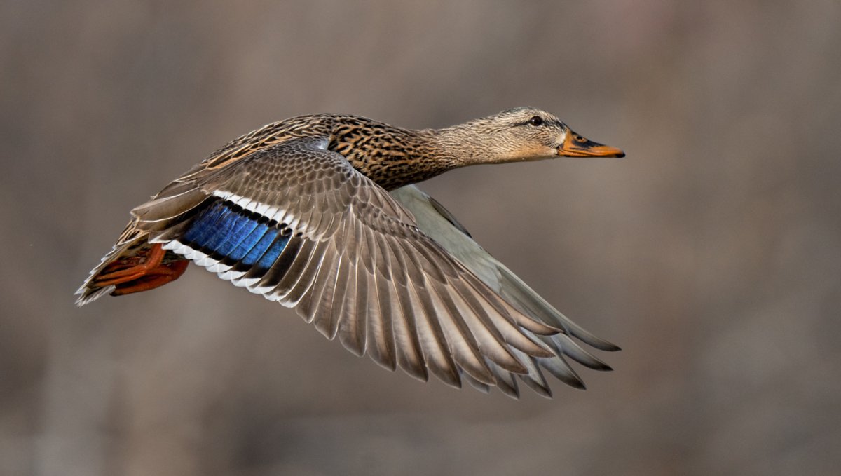 Mallard Hen-01113-Edit.jpg