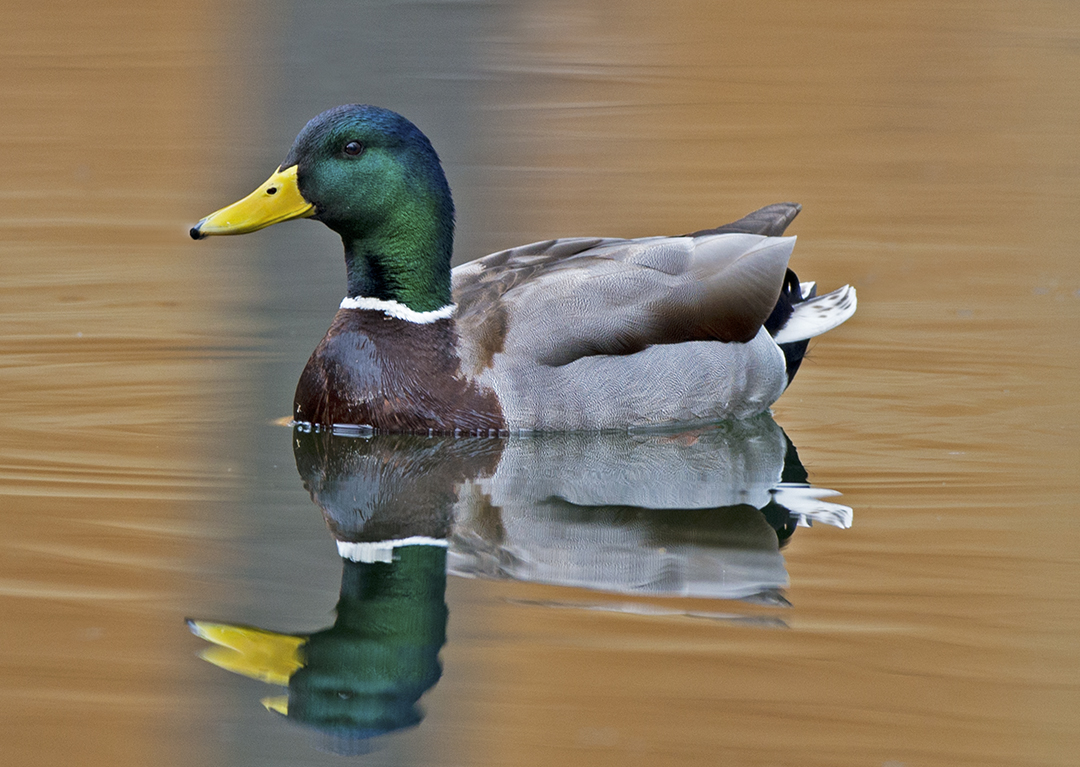 Mallard Lolo Mai Springs.jpg