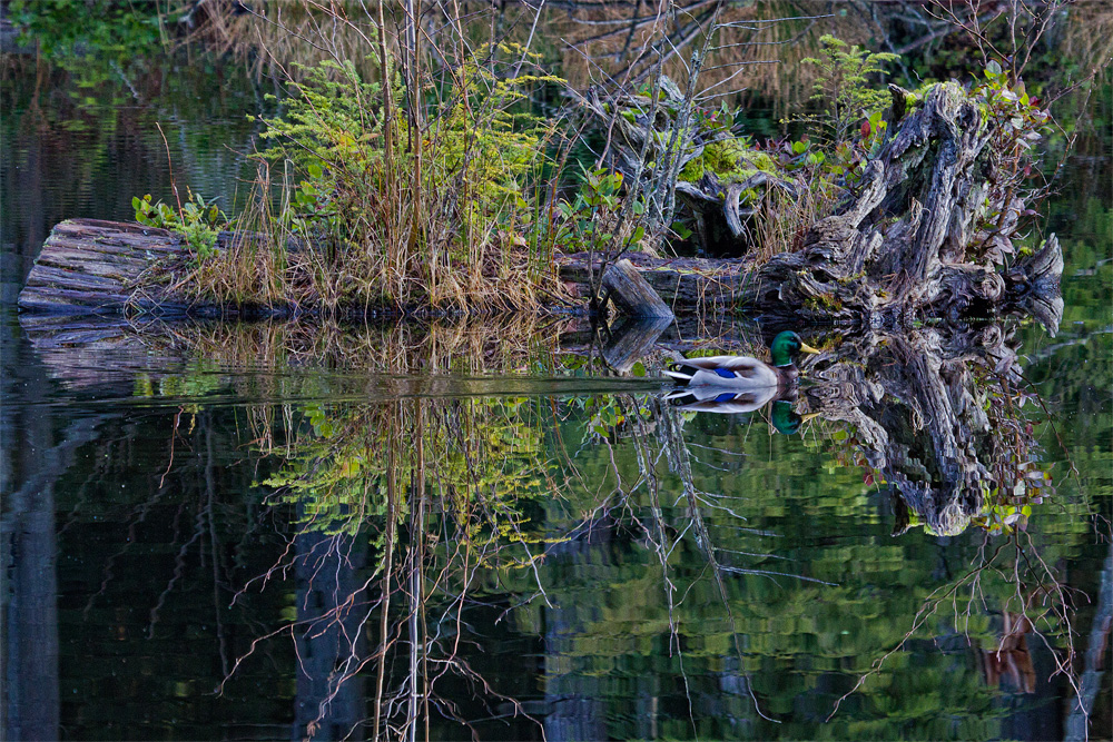 MallardOnPond_1376.jpg