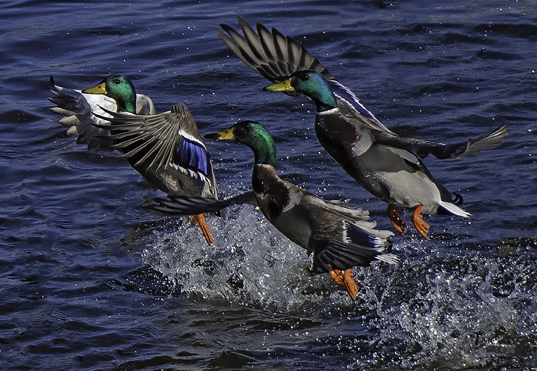 Mallards Jumping.jpg