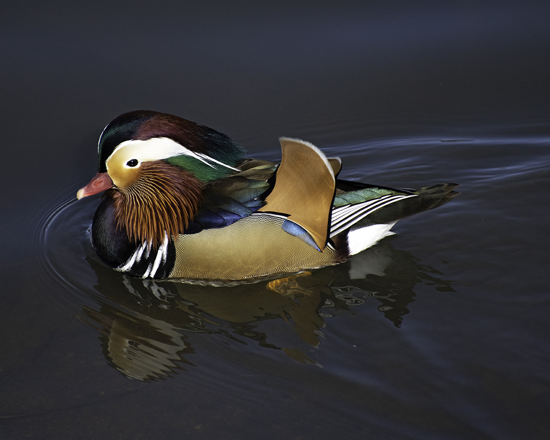 Mandarin Duck going left.jpg