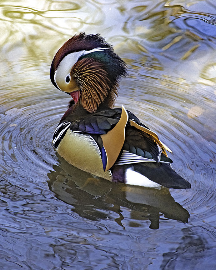 Mandarin duck preening.jpg