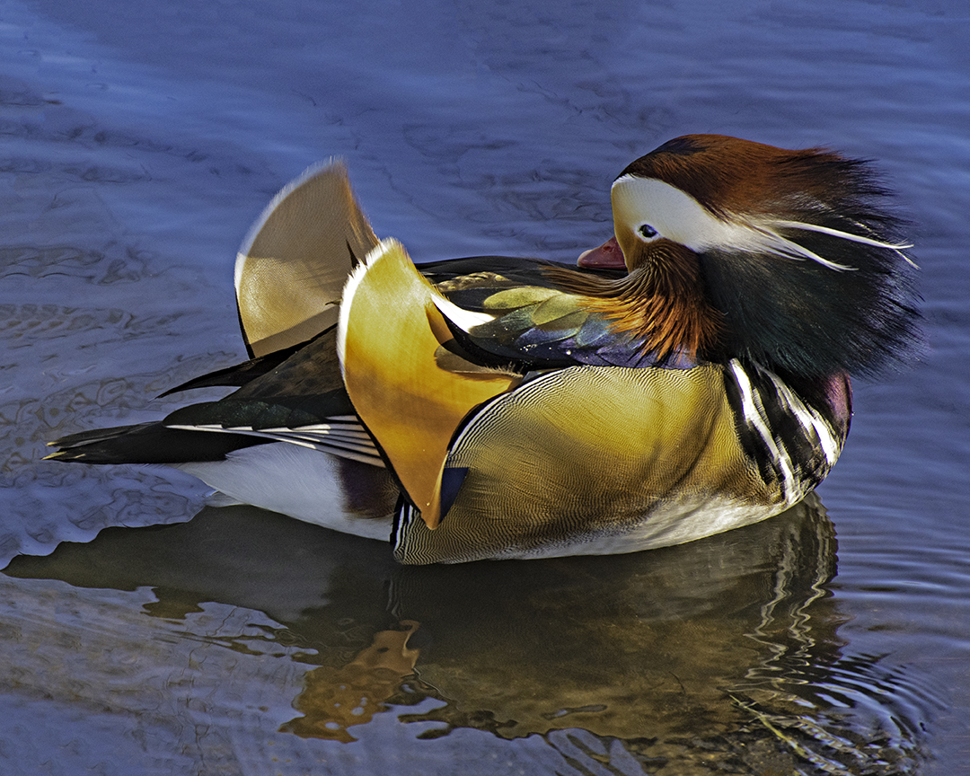 Mandarin Duck resting II.jpg
