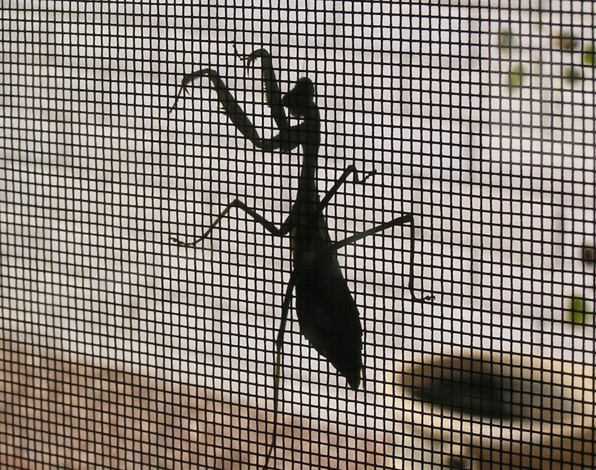 mantis.jpg