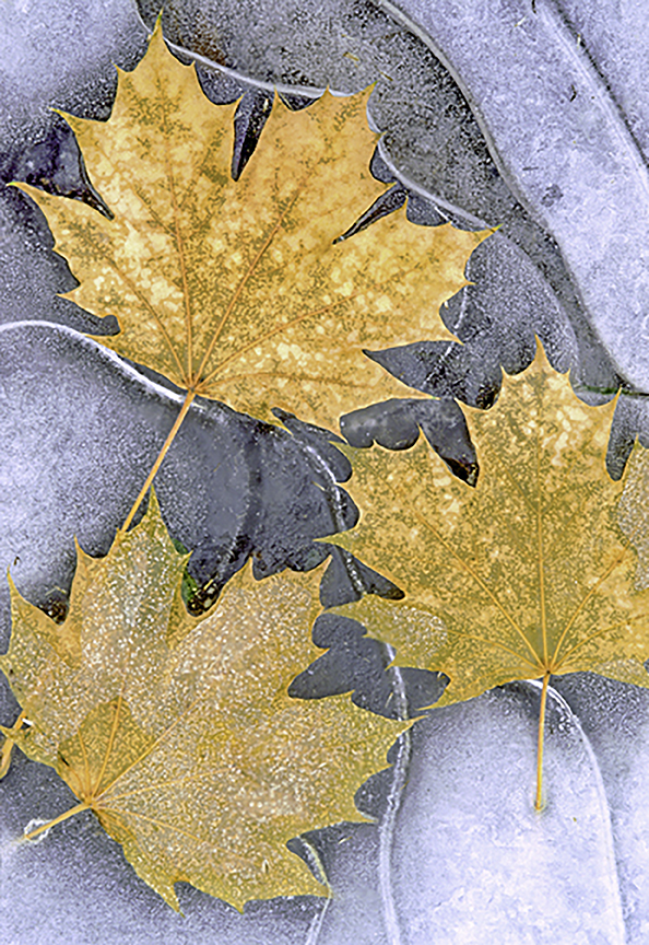 Maple leaves embedded in ice.jpg