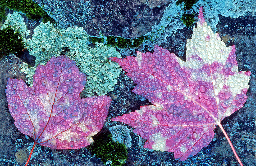 Maple leaves with dew.jpg