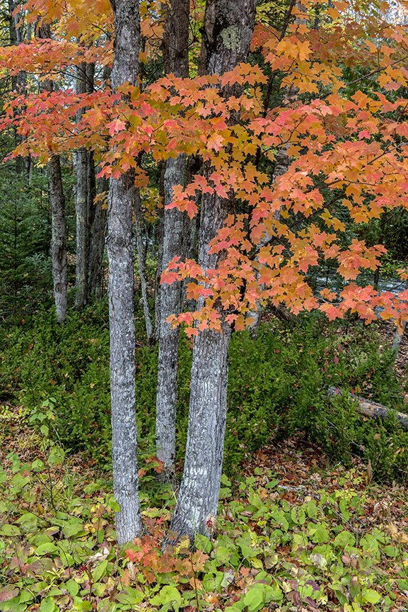 Maple tree (1 of 1).jpg
