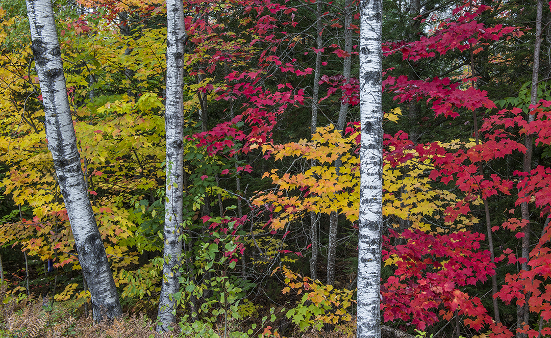 maples and birches (1 of 1).jpg