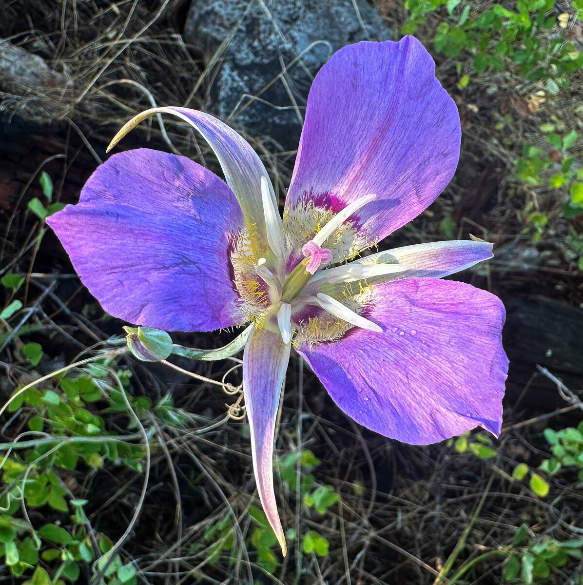 Mariposa Lily.jpg