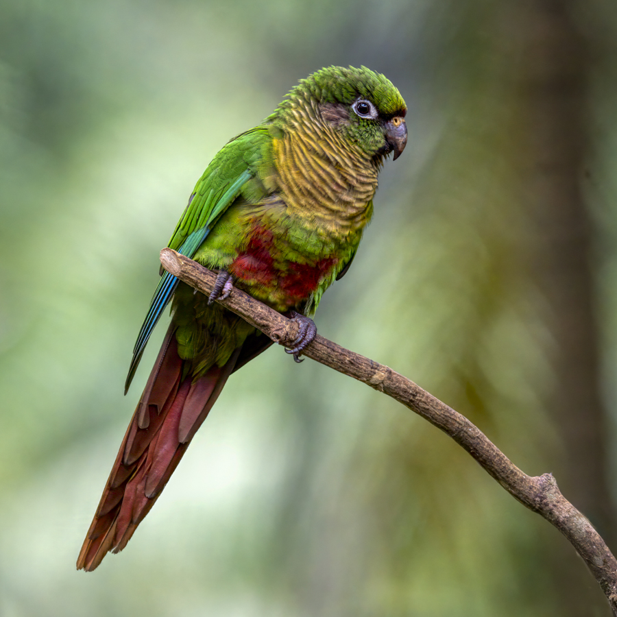 Maroon-bellied Parakeet -08652-Edit.jpg