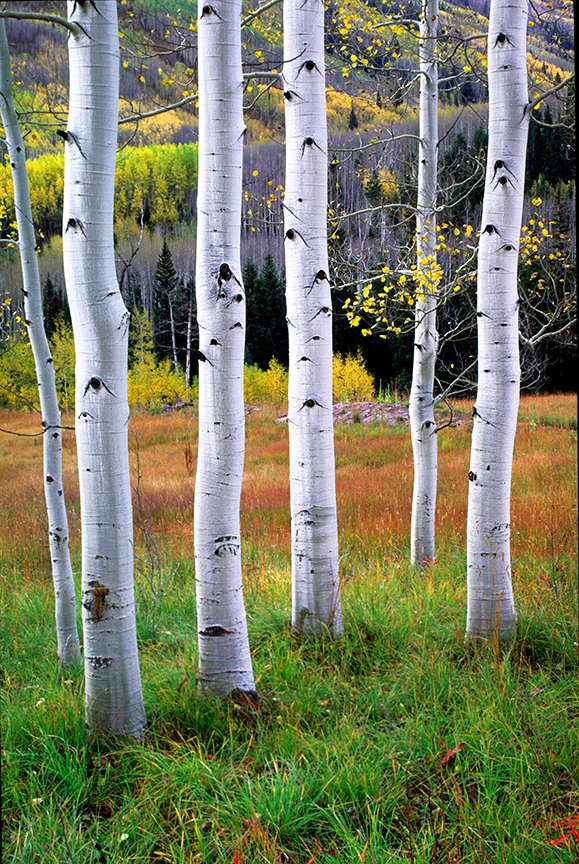 maroon valley I.jpg