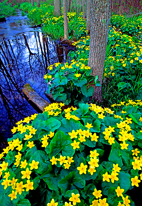 marsh marigolds II fw.jpg