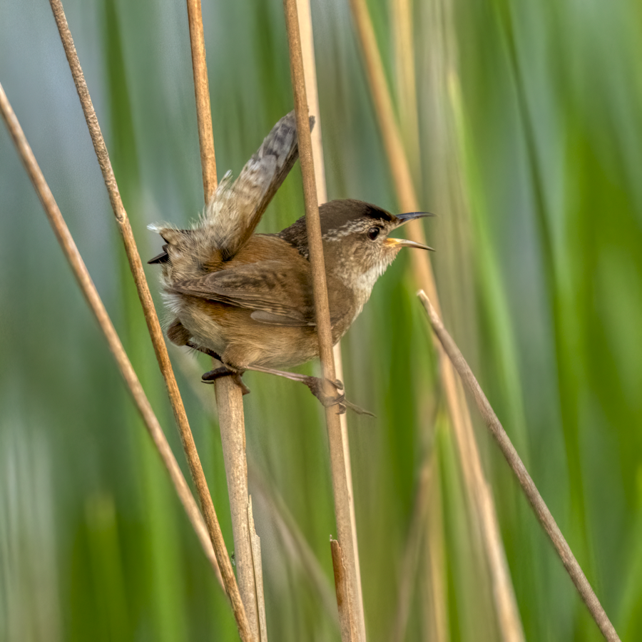 Marsh wren-08313-Edit.png