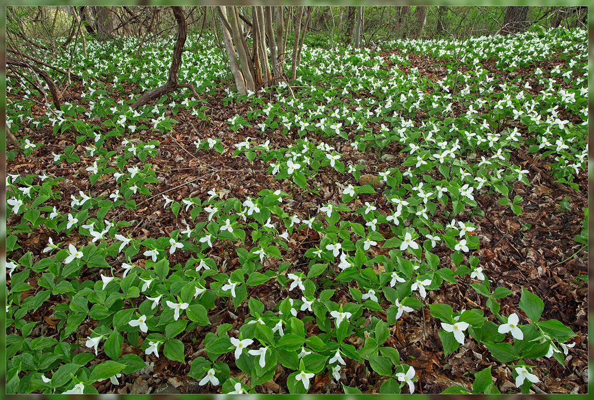 May 2020 LF Trilium05 Mothers Day Display.jpg