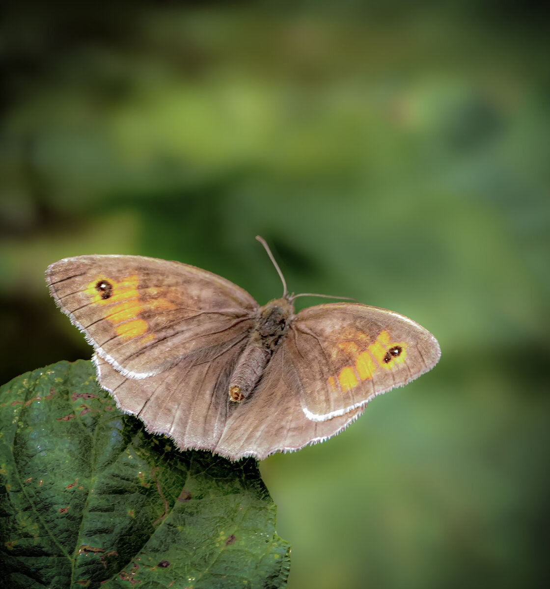 Meadow Brown.jpeg