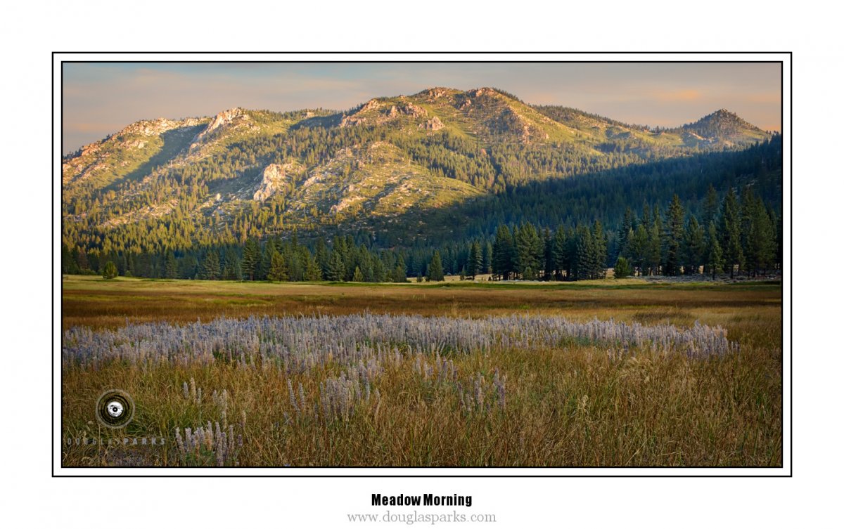 Meadow Morning.jpg