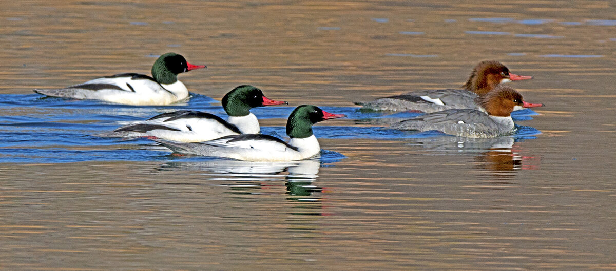 Merganser panorama.jpg