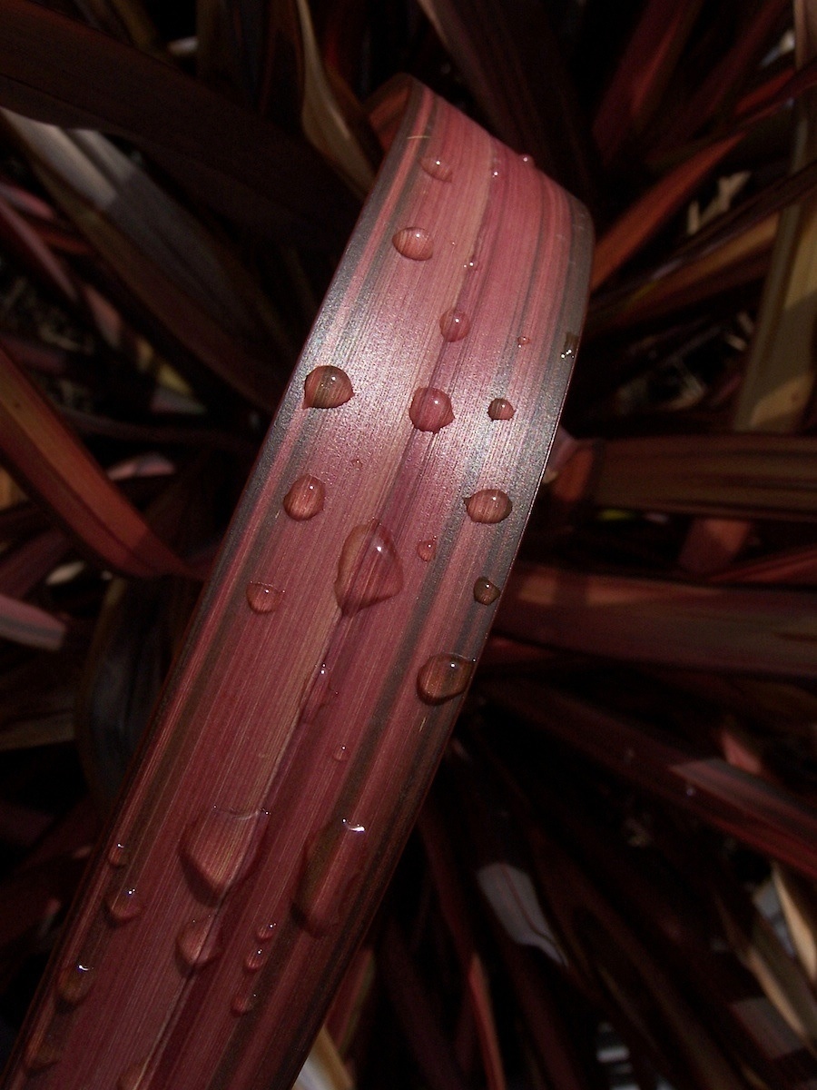 Merlot flax.jpg