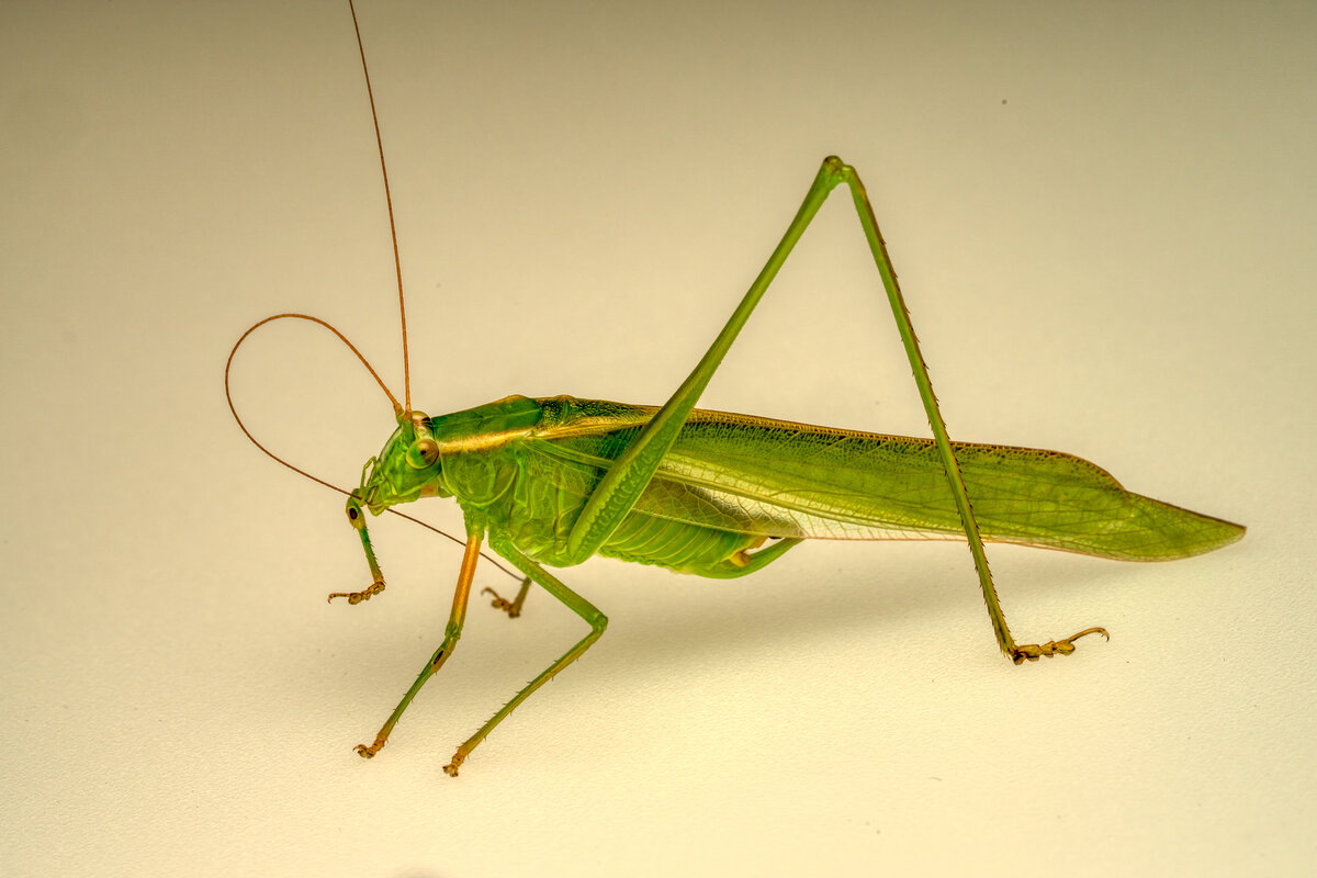 Mexican Bush Katydid 02951-Edit-Edit.jpg