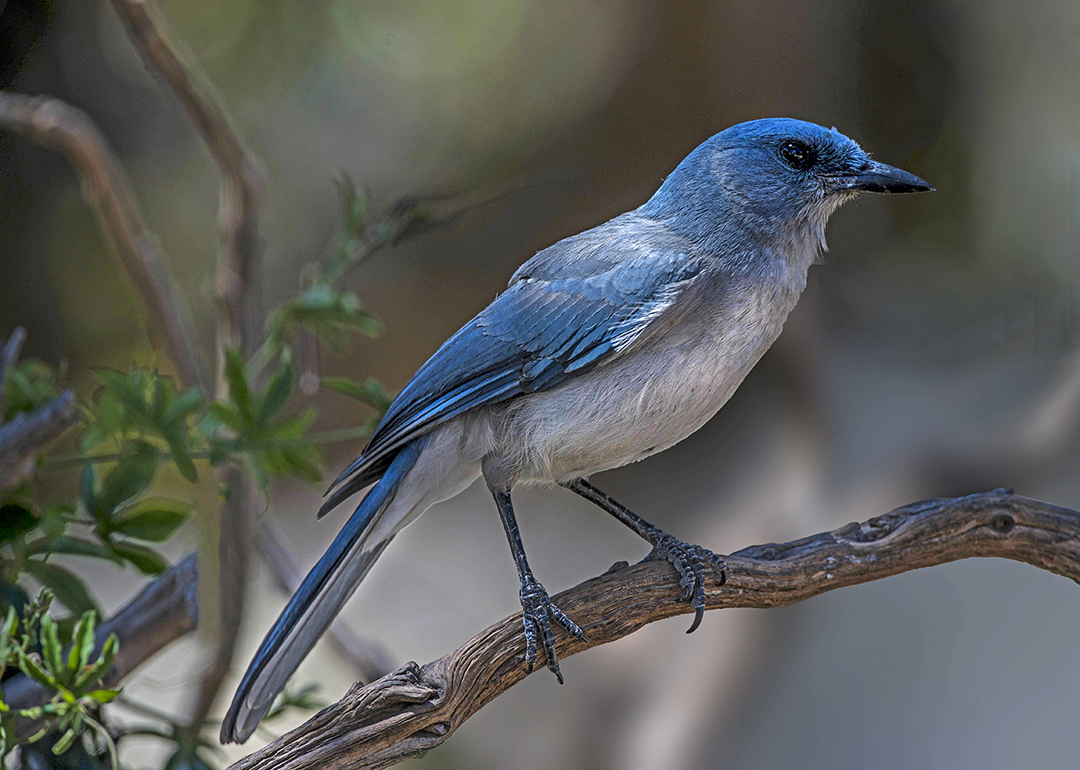 Mexican Scrub Jay.jpg