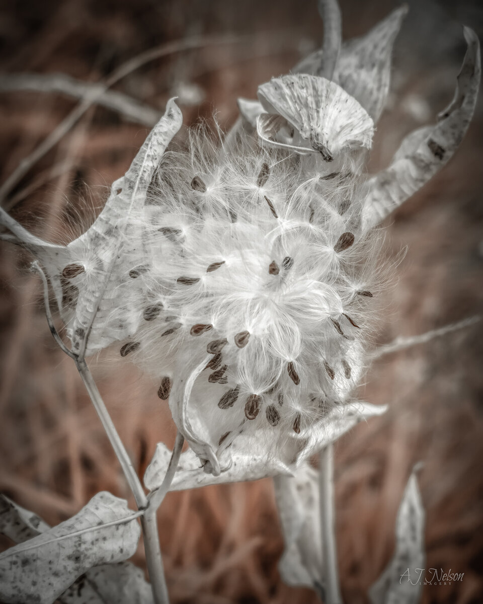 Milk-Weed-EOS-R-CLR-2.2.jpg