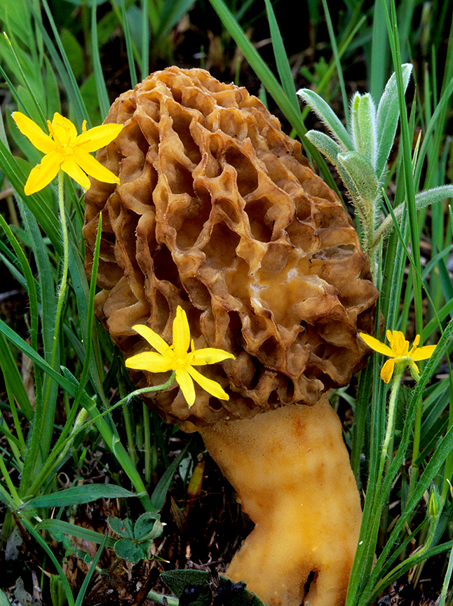 Morel and yellow Star Flowers Chiwaukee Prairie WI.jpg