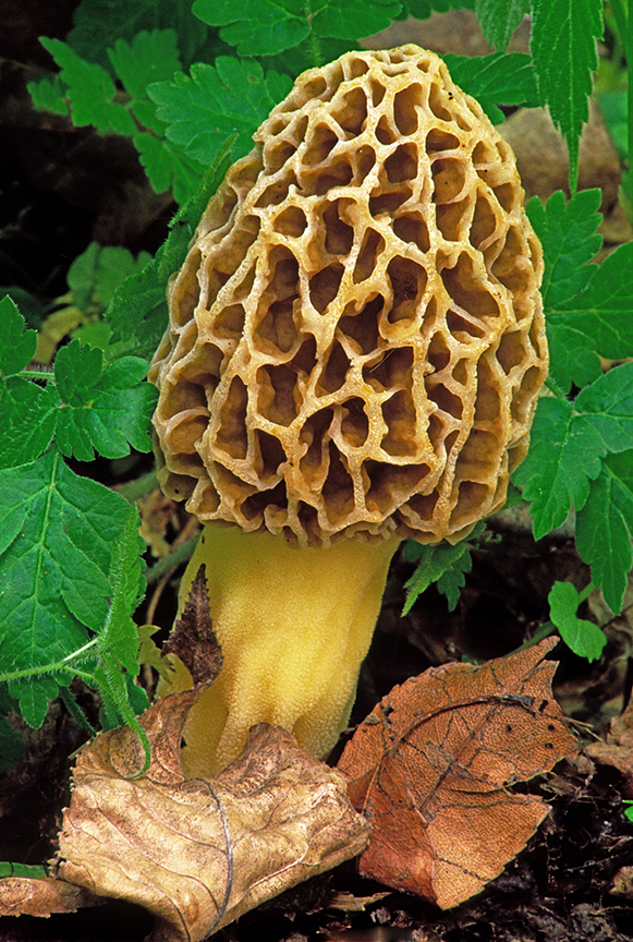 Morel Mushroom.jpg